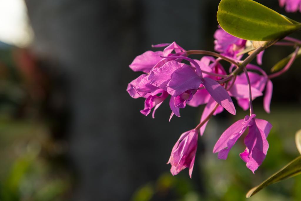 Hotel Bougainvillea San Jose Santo Domingo De Heredia Екстер'єр фото