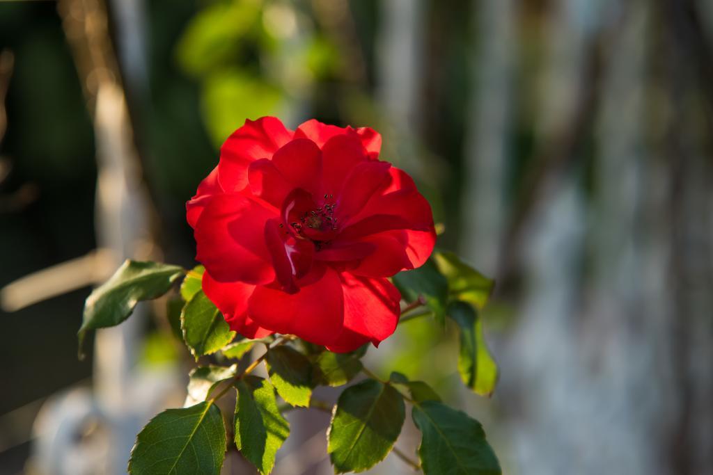 Hotel Bougainvillea San Jose Santo Domingo De Heredia Екстер'єр фото
